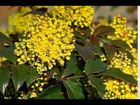 Видео: Кустарники, которые и декоративны, и съедобны. Часть 1. Магония падуболистная.