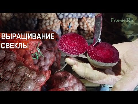 Видео: Выращивание свеклы. КФХ Андрея Никитина