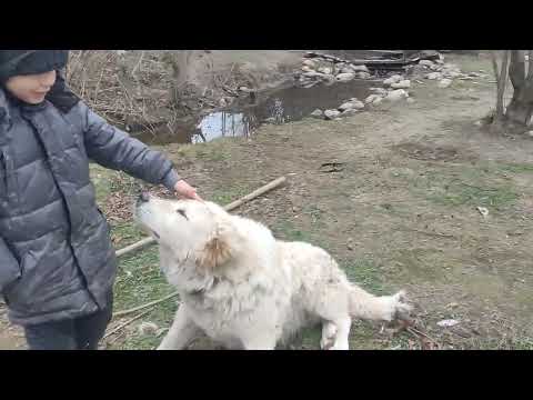 Видео: Знаменитый Барбос. Чемпион супер лиги и мирового олимпа.   Питомник Миши Касумкентской.