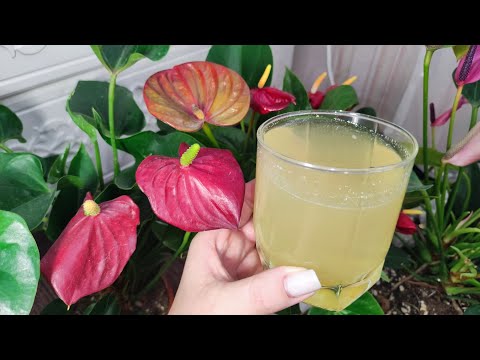 Видео: НЕ ВЫБРАСЫВАЙТЕ ЭТО В МУСОРКУ! ЧИСТОЕ ЗОЛОТО ДЛЯ ВАШИХ ЦВЕТОВ! Даже дохлый оживет и пышно зацветет!