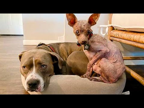 Видео: ЖИВАЯ МУМИЯ ЧИХУАХУА