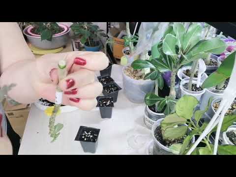 Видео: Укоренение черенков адениума 18.01. 25г