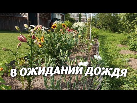 Видео: Влог. Обзор на Пикули и помидоры Хурма, Водонагреватель с ОЗОН, Жаркие деньки. Будни садовода