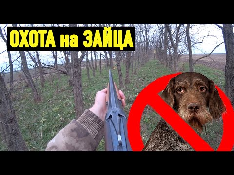 Видео: Как охотится на зайца без собаки! Советы по поиску. Охота с ИЖ-27.