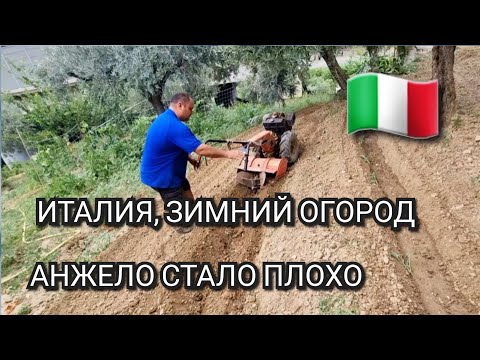 Видео: ИТАЛИЯ, ЗИМНИЙ ОГОРОД, АНЖЕЛО СТАЛО ПЛОХО, ВСЁ САМА 