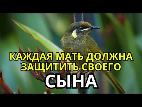 Видео: 🔑 ЭТО САМАЯ СИЛЬНАЯ МОЛИТВА ЗА СЫНА!СПАСЁТ ОТ БЕДЫ ЗЛЫХ ЛЮДЕЙ ПОРЧИ СГЛАЗА СИЛЬНЫЙ ОБЕРЕГ!