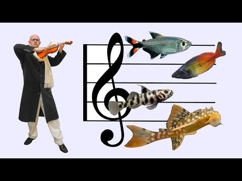 Видео: Тур! Оркестр НОВЫХ рыб