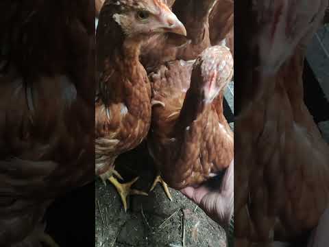 Видео: Сделали