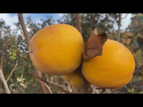 Видео: Хурма.  Урожай 2025 ! Гора Говерла.