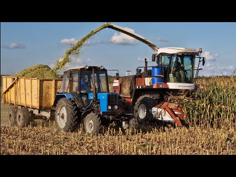 Видео: Комбайн "гонит" масло в радиатор - ГРЕЕМСЯ /уборка кукурузы под вопросом.... / за Русь !