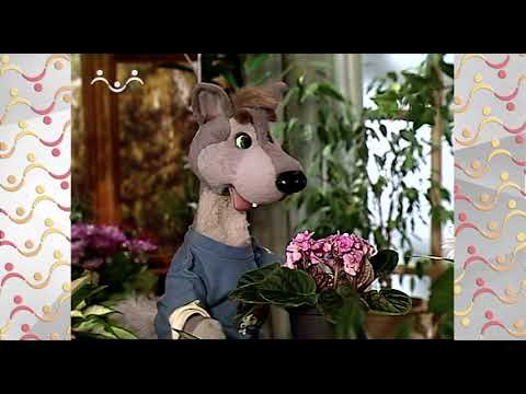 Видео: Шишкин Лес.  Зимний сад.  Кто красивей