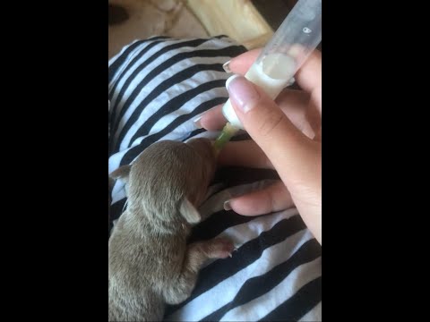 Видео: Как выкармливать новорожденных щенков мелких пород