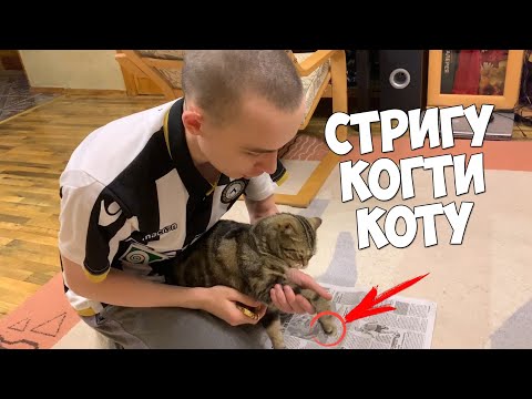 Видео: КАК ПОДСТРИЧЬ КОГТИ КОТУ, ЧТОБЫ ОН НЕ ВЫРЫВАЛСЯ!