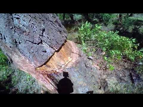 Видео: Мертвая ель с колючей проволокой