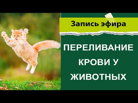 Видео: Переливание крови у животных