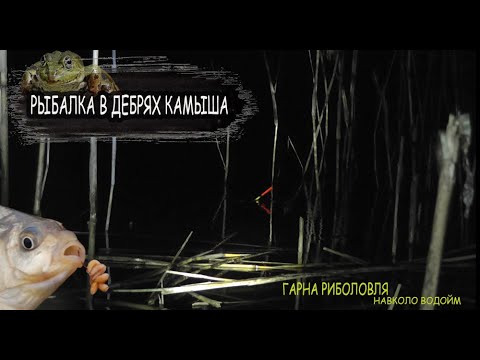 Видео: Ночная рыбалка на поплавок в дебрях камыша.
