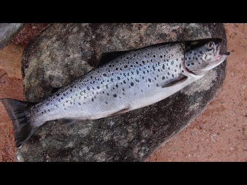Видео: Знакомство с Карелией. Мечты... Мечты... Часть 10
