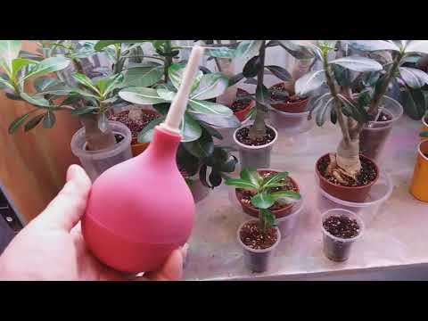 Видео: Адениумы. Полив моих адениум