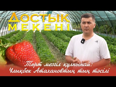Видео: Достық мекені | Төрт мезгіл құлпынай: Ұлықбек Атахановтың тың тәсілі