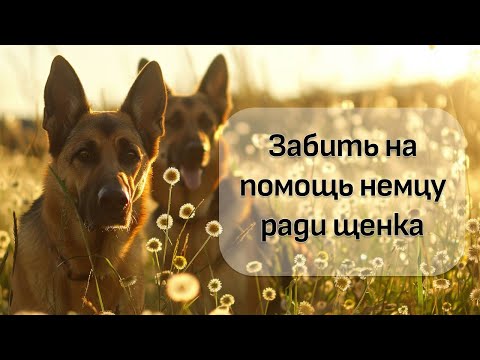 Видео: Тизер разбора видео с канала ДогТренинг. Непослушная немецкая овчарка