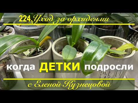 Видео: Вера, Надежда, Любовь! Три детки орхидеи подросли. Что дальше?