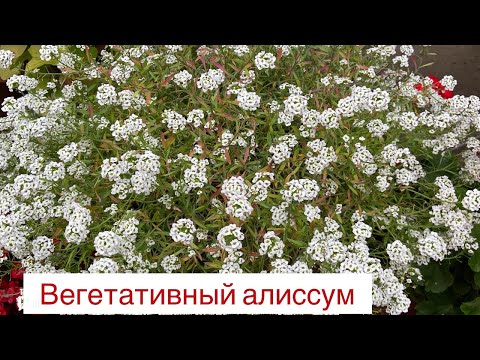 Видео: Сохраняю вегетативный алиссум для зимовки двумя способами
