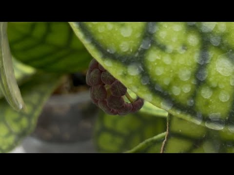 Видео: Неожиданные бутоны на моих растениях! После пересадки 🪴