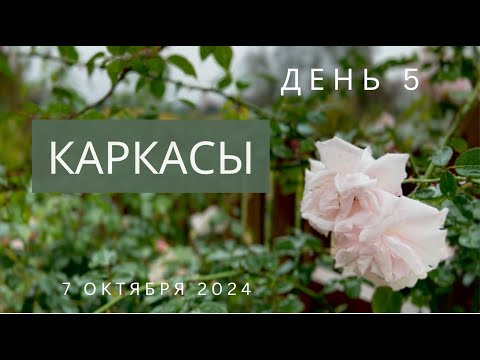 Видео: День №5 - советы новичкам-розоводам. 7 октября 2024