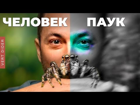 Видео: Пауки видят цвет иначе [Veritasium]