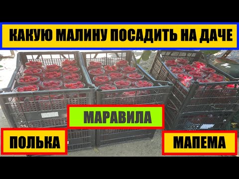 Видео: КАКУЮ МАЛИНУ ПОСАДИТЬ НА ДАЧЕ #МАРАВИЛА #МАПЕМА #ПОЛЬКА ЛУЧШИХ СОРТОВ РЕМОНТАНТНОЙ МАЛИНЫ #малина