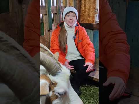 Видео: Про сочетание молока (или ЗЦМ) и комбикорма (или зерносмеси) в рационе маленьких козлят.