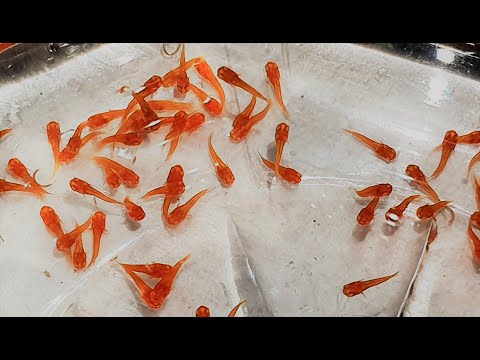 Видео: Меченосцы Рубин отлично отметали малька! Хорошие и плохие новости. Будни аквариумов!