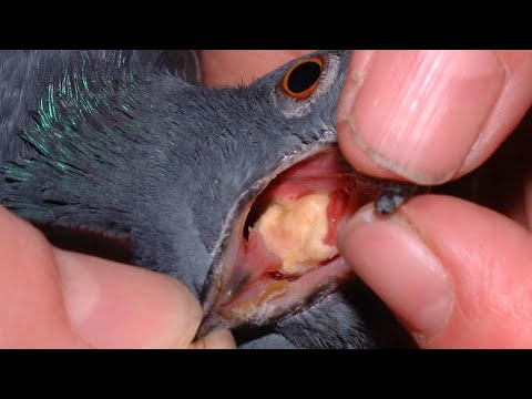 Видео: Желтая пробка. Лечится легко! #göyərçin #pigeons #голуби #трехаманоз