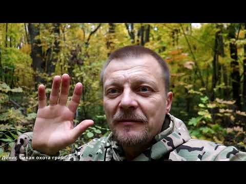 Видео: Грибная разведка за осенними опятами | после засухи начали появляться грибы