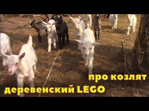 Видео: Лего для мужика и как дела у козлят