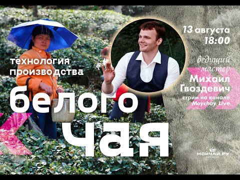 Видео: Технология производства белого чая.