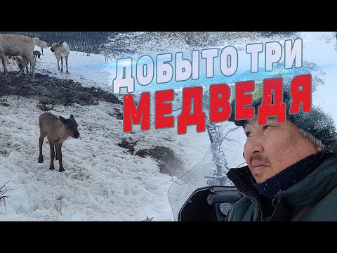 Видео: ДОБЫТО ТРИ МЕДВЕДЯ. ОБРАЩЕНИЕ К БРАКОНЬЕРАМ.