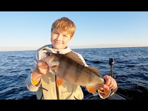 Видео: Рыбинское водохранилище . Развлекаемся на окунях . Судаки на подходе .