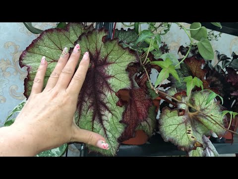 Видео: Часть моей Цветочной Коллекции.Цветочное настроение...