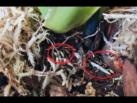 Видео: Результат превзошел все ожидания!!! Эксперимент по наращиванию корней у орхидеи Камбрия.