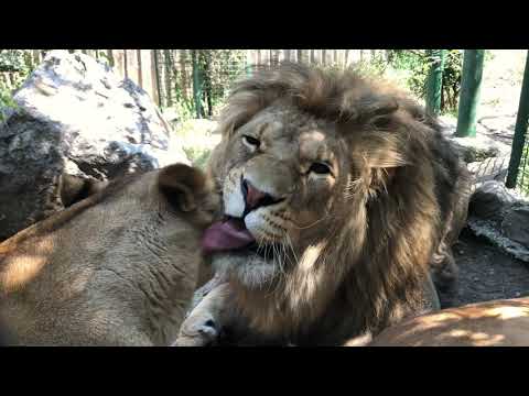 Видео: Львица Легенда влюблена в самого внука Лорда