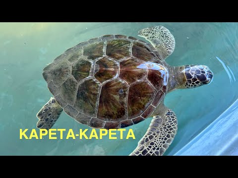 Видео: #18 ГОСПИТАЛЬ ДЛЯ ЧЕРЕПАХ И ГРЯЗЬ. ПУТЕШЕСТВИЕ ПО ТУРЦИИ, ДАЛЬЯН 2022