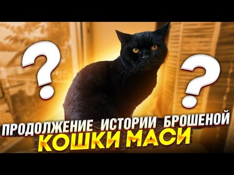 Видео: Продолжение  про ненужную кошку Масю😪