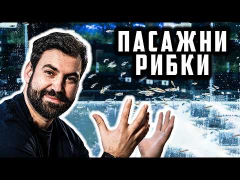 Видео: 5 СТРАХОТНИ ПАСАЖНИ РИБКИ