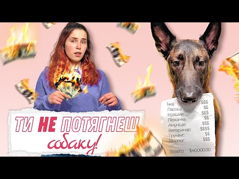 Видео: Ти НЕ Потягнеш Собаку! | Витрати на Собаку, Про Які НЕ Говорять! | Скільки Коштує Утримання Собаки?