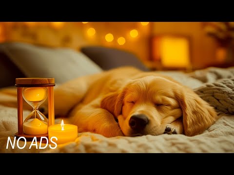Видео: Музыка для сна собак для глубокого расслабления 🐶 | Успокаивающие звуки, которые помогут собакам сп