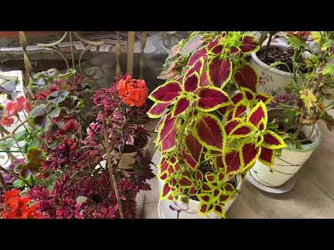 Видео: Любимые цветы колеусы пользуются спросом и приносят доход