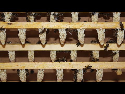 Видео: Маточники