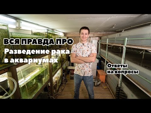 Видео: Вся правда про разведение рака в аквариумах!