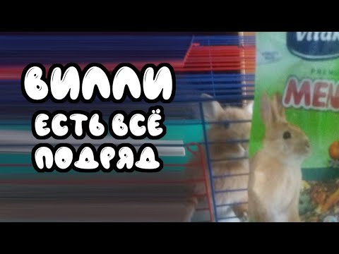 Видео: Вилли есть всё подряд